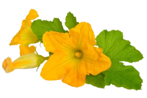 Flores comestibles, flor de calabaza