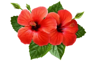 Flores comestibles, hibisco