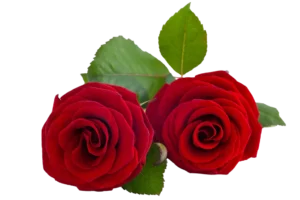 Flores comestibles, rosas