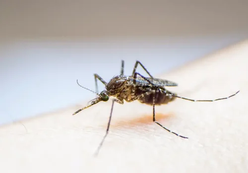 Virus del Nilo Occidental.