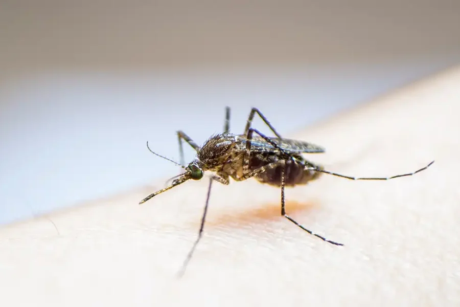 Virus del Nilo Occidental.