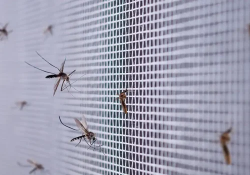 Virus del Nilo Occidental.